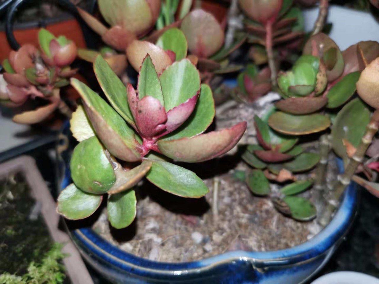 夏天长寿花叶子发红,叶子越长越小是咋回事,怎么才能让它开花?