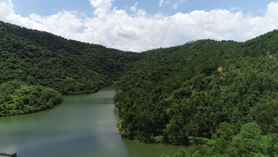 行走廉江河唇山祖嶂寻觅大山深处的野山竹