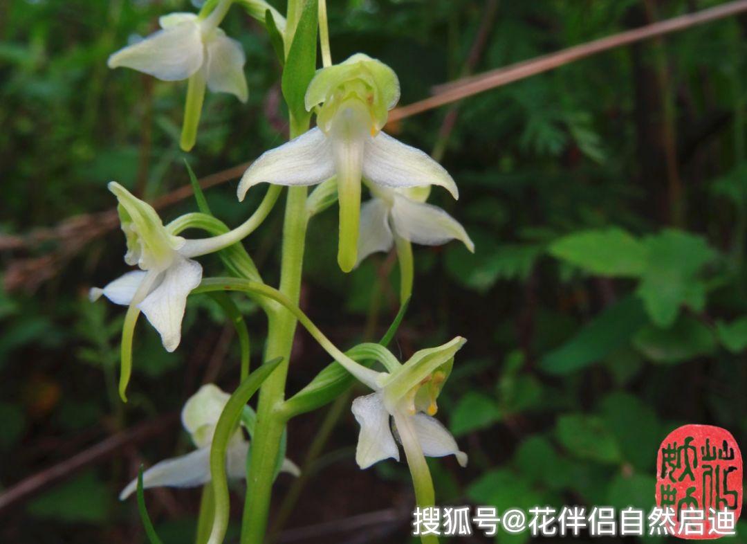 荒野寻花丨北京的那些野生兰_植物