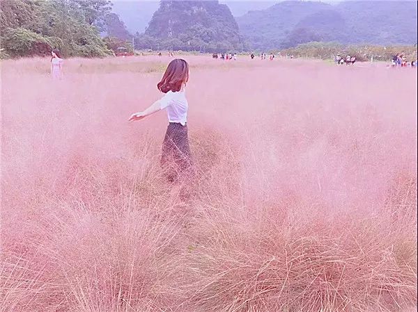 走进唯美梦境,打卡抖音网红粉色花海,满足梦幻少女心.