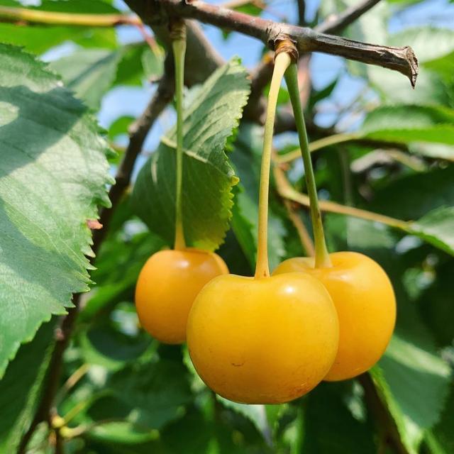 中国培育的金黄色樱桃品种被日本引进一小盒售价达500元