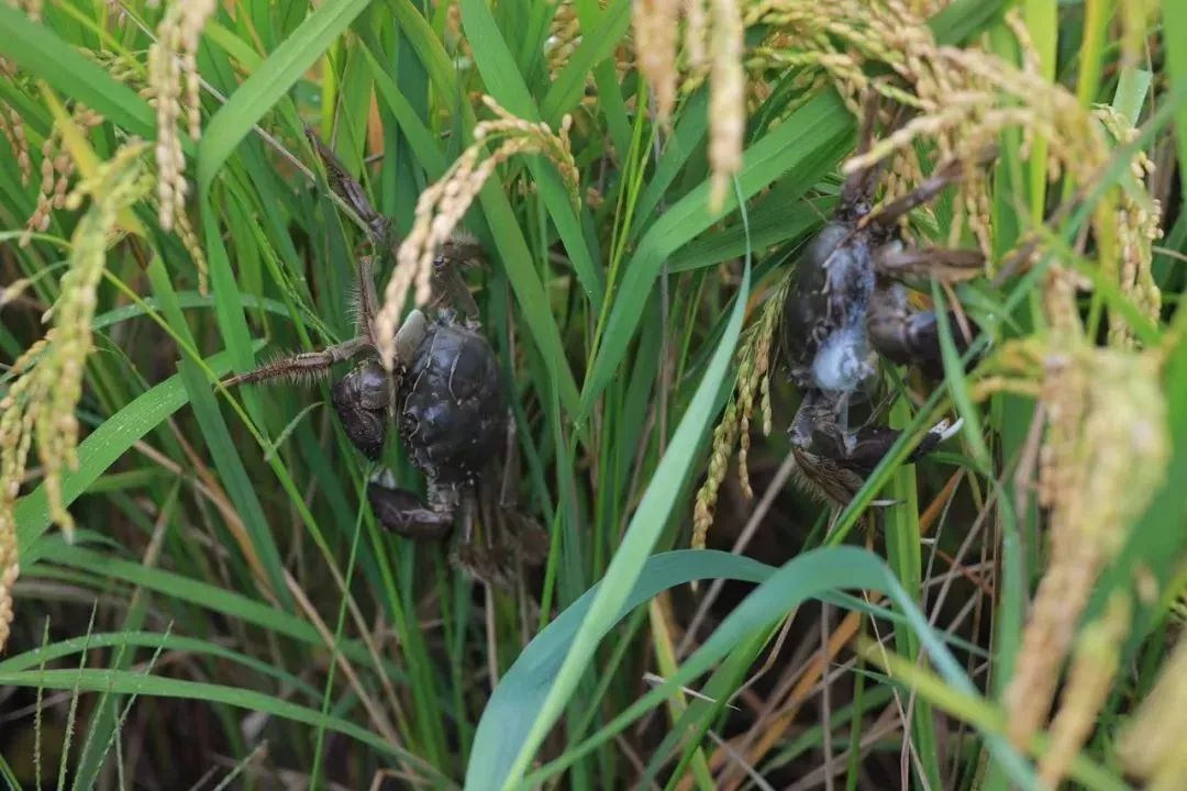 鲜米银行一起来看盘锦稻田蟹的前世今生