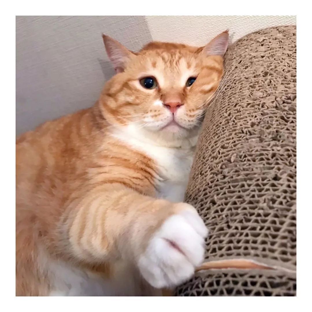 日本爆款大橘猫亲身演绎夏天是怎么被荒废的瘫着呗还能咋的