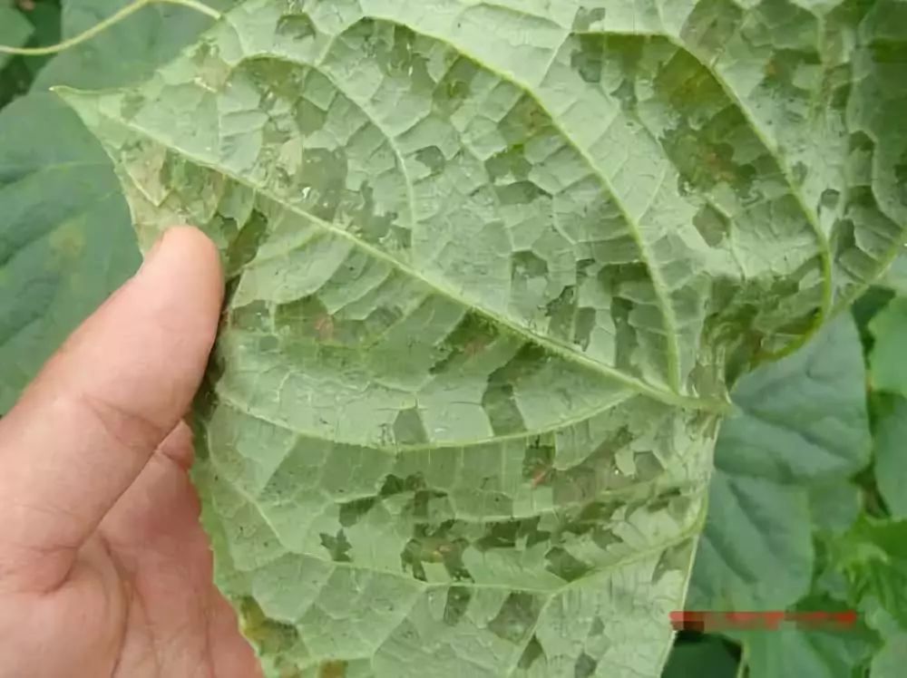 1 霜霉病,叶片生,筋能隔,多角形,上面看,大黄斑,底面观,长霉层,湿度大