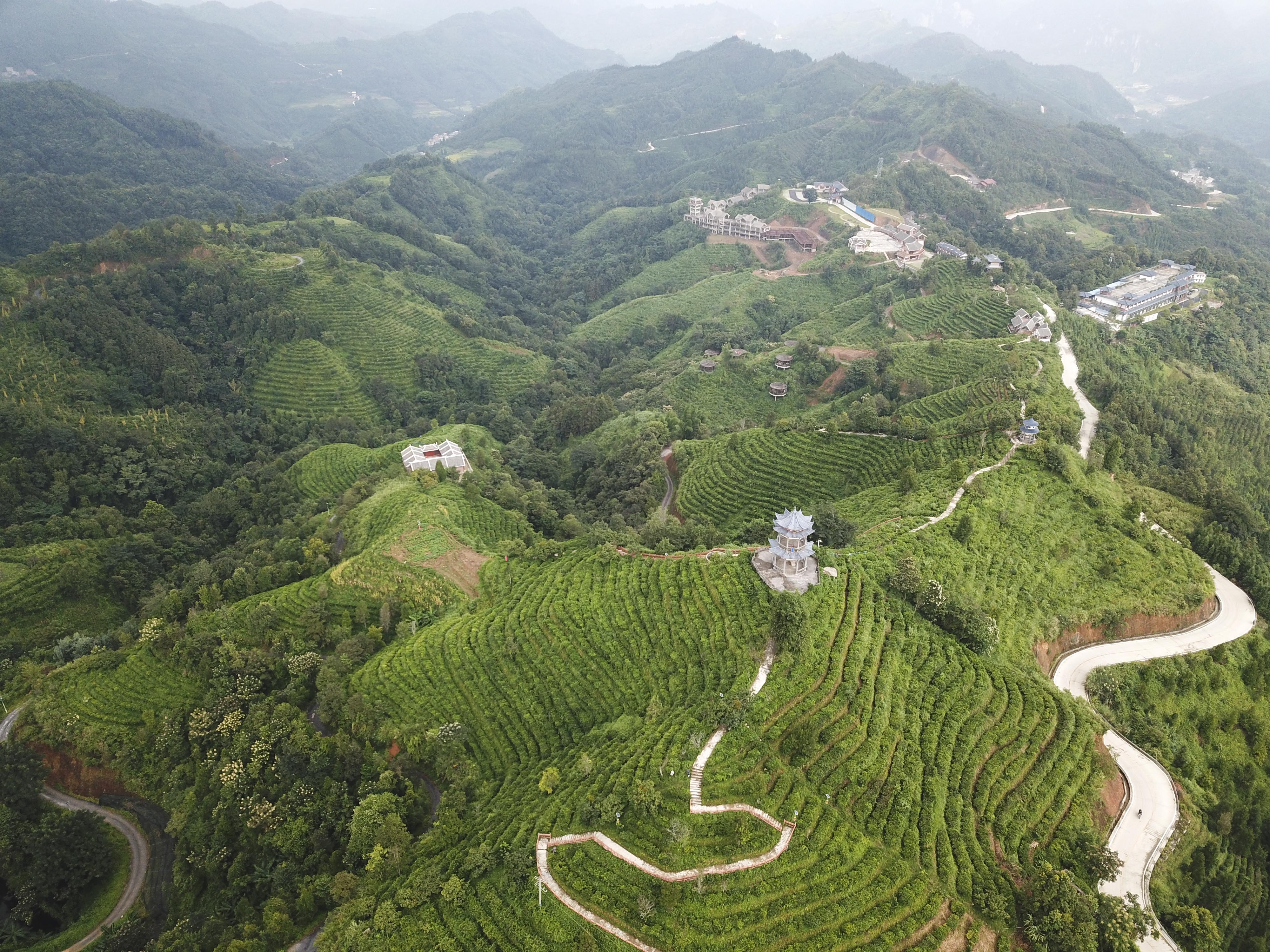 视觉中国茶山图图片