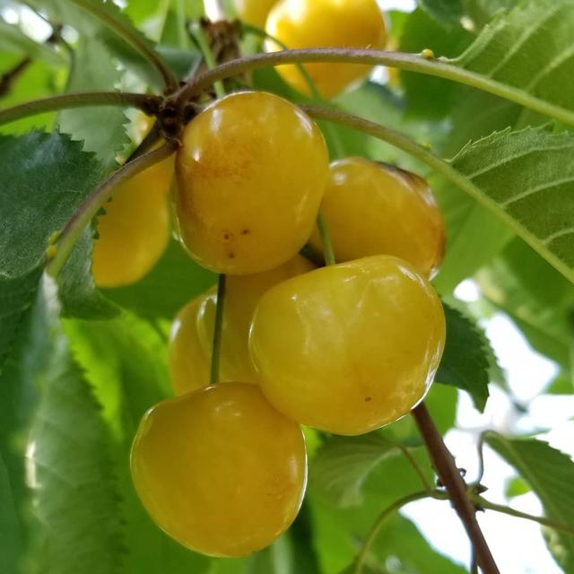 中国培育的金黄色樱桃品种被日本引进一小盒售价达500元