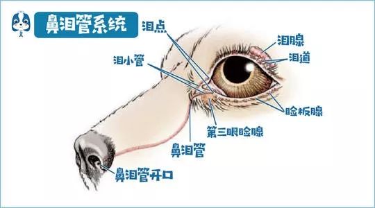 如果眼部有炎症,紅腫,結石等要及時治療.