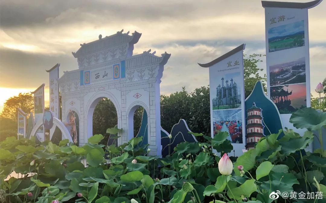 美到爆荷花节里的桂平特色展示你见过吗