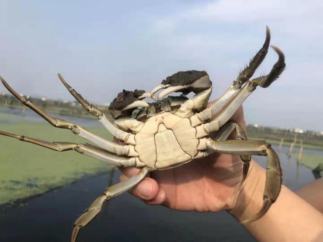 三只螃蟹产地直供确保阳澄湖大闸蟹货真新鲜又美味