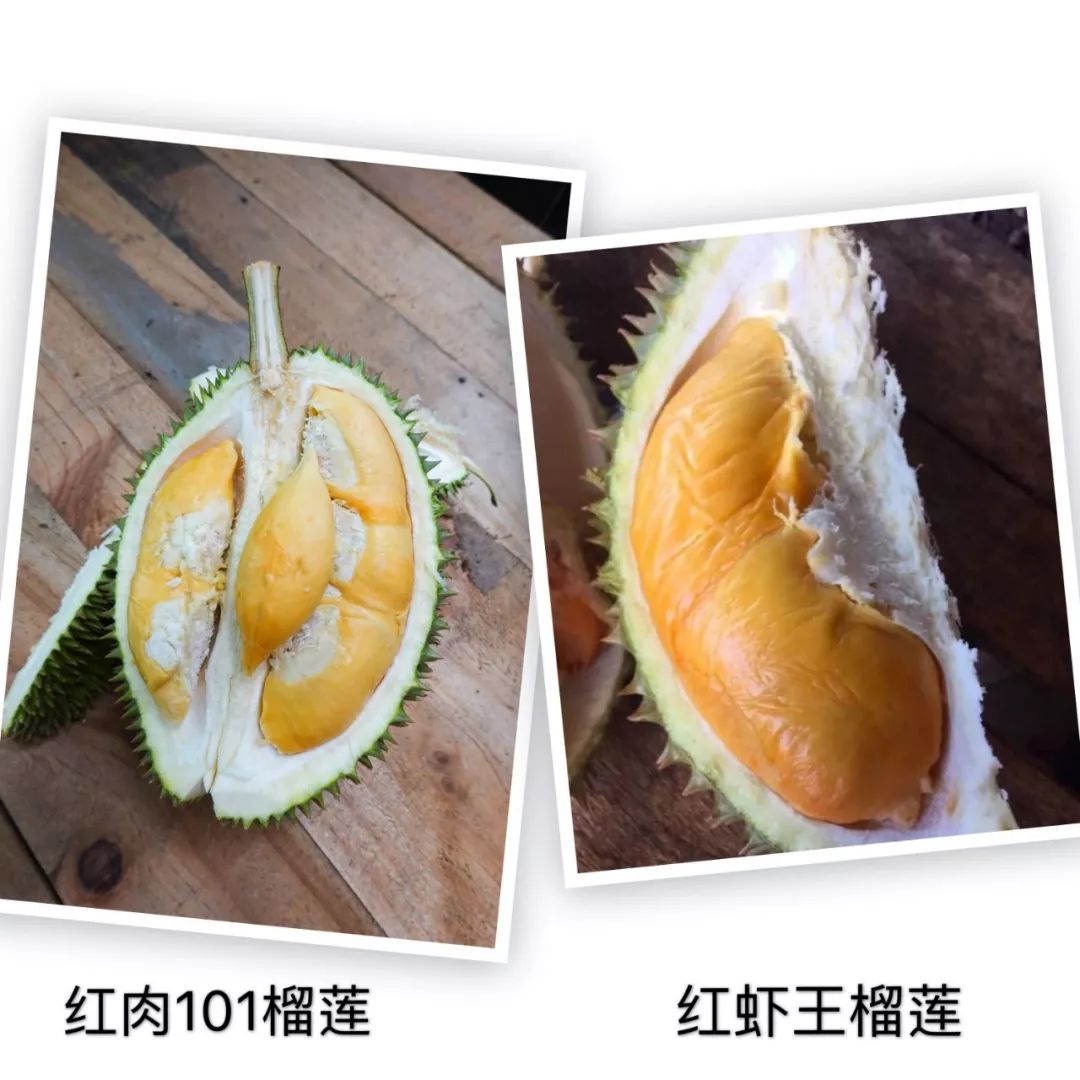 榴莲狂欢节空降广州,会员尊享专属优惠