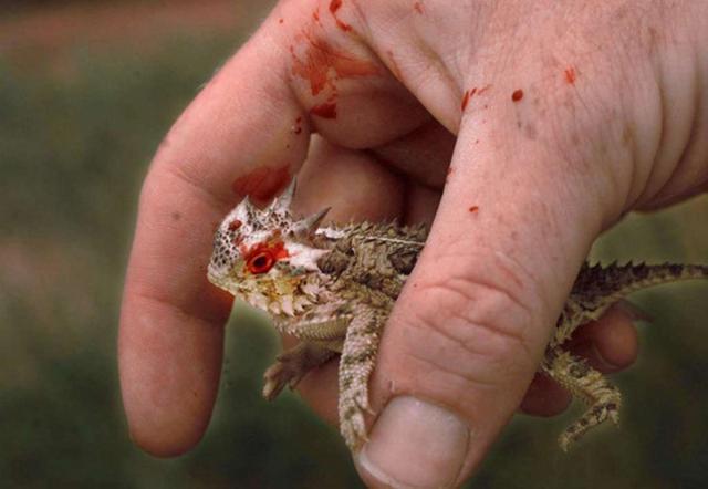 野外抓到奇特蜥蜴,刚上手就满是鲜血,眼睛也会喷血