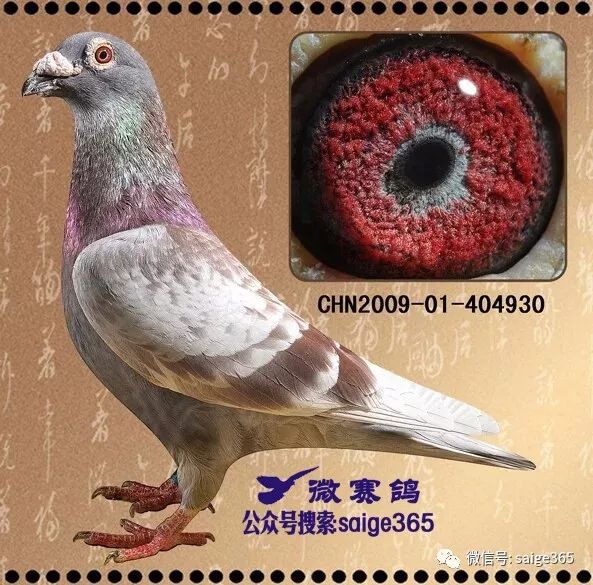 经验红绛之妙用你知道多少