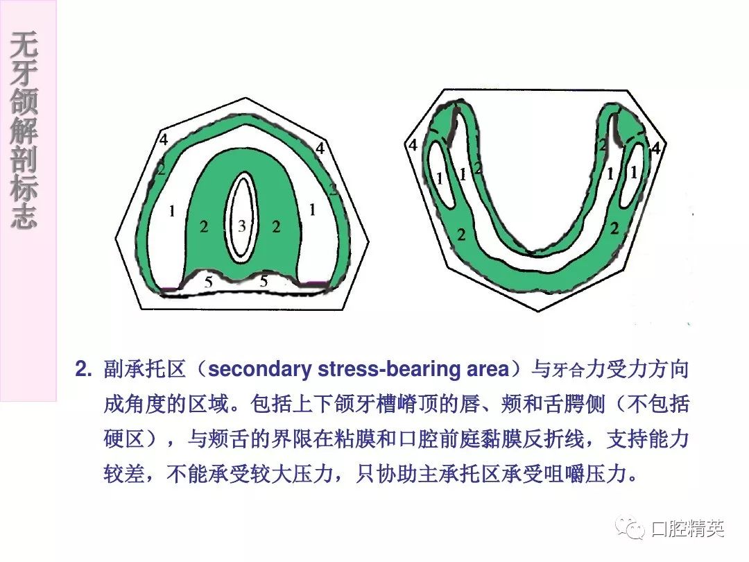 无牙颌解剖标志