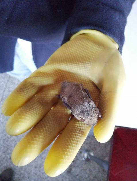 科普北京的蝙蝠