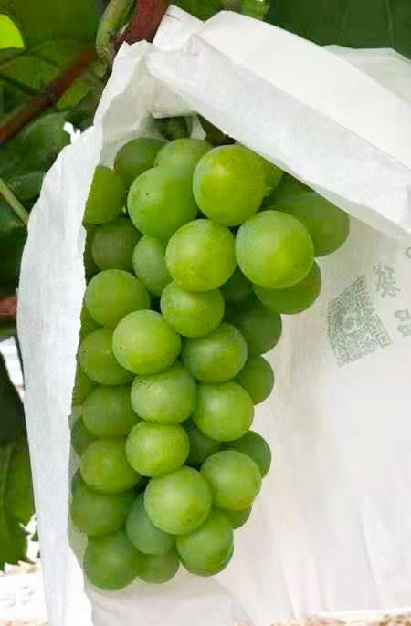 果肉鲜脆多汁果粒紧密充实还有巨峰的甜度既有浓郁的玫瑰香味玫瑰葡萄