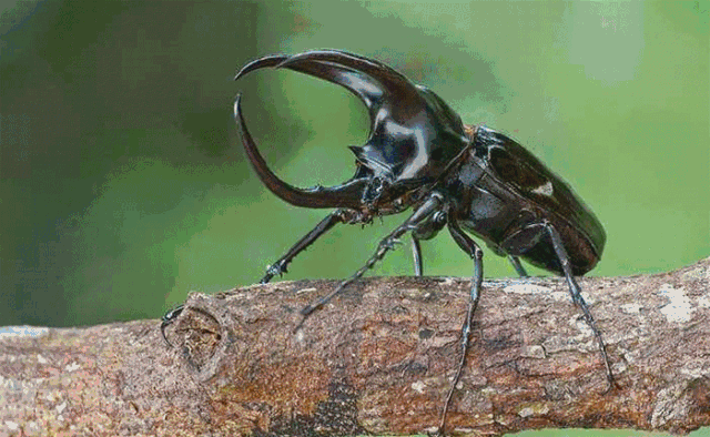 这个螳螂我还以为是一朵兰花这个颜色和四肢也太像兰花了吧千万不能被