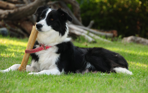 為什麼邊牧犬這麼聰明,卻沒什麼人養?網友說出了這4個原因