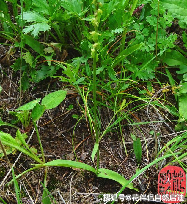 荒野尋花丨北京的那些野生蘭_植物