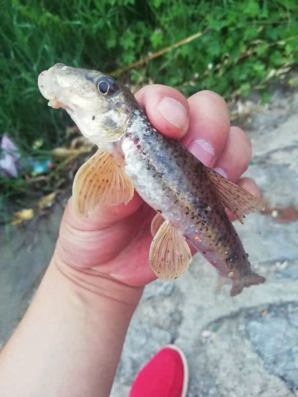 野生油麻鱼图片