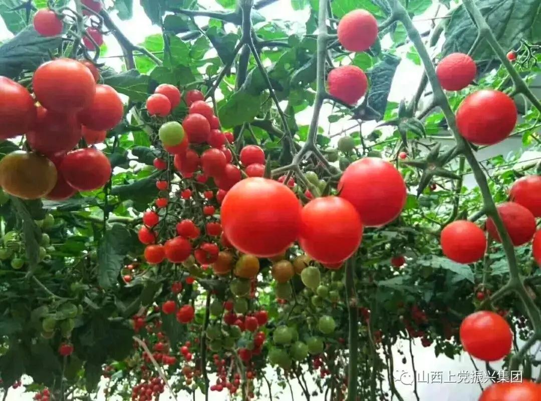 采摘野趣夏味悠长来振兴小镇品当季水果赏最美乡村