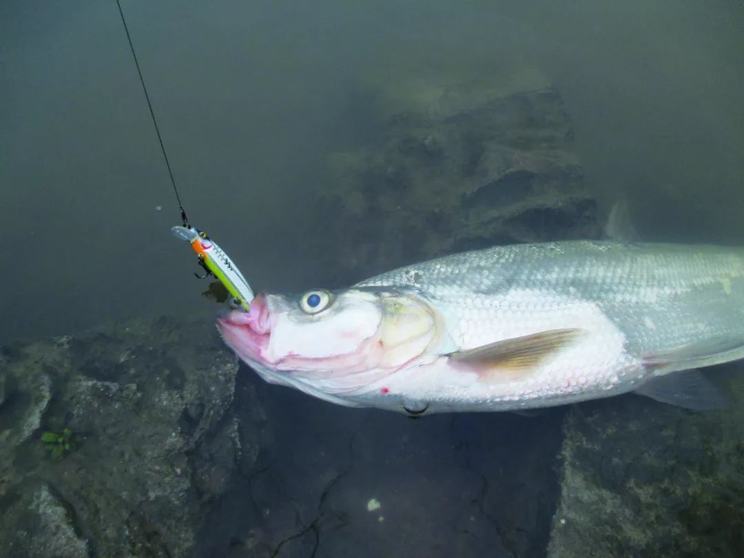 路亚也要知己知彼翘嘴习性大盘点这还能不上鱼四