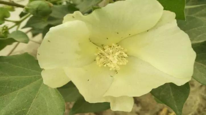 图为棉蓟马危害棉花图为棉铃虫危害棉花以上的问题,在棉花管理过程中