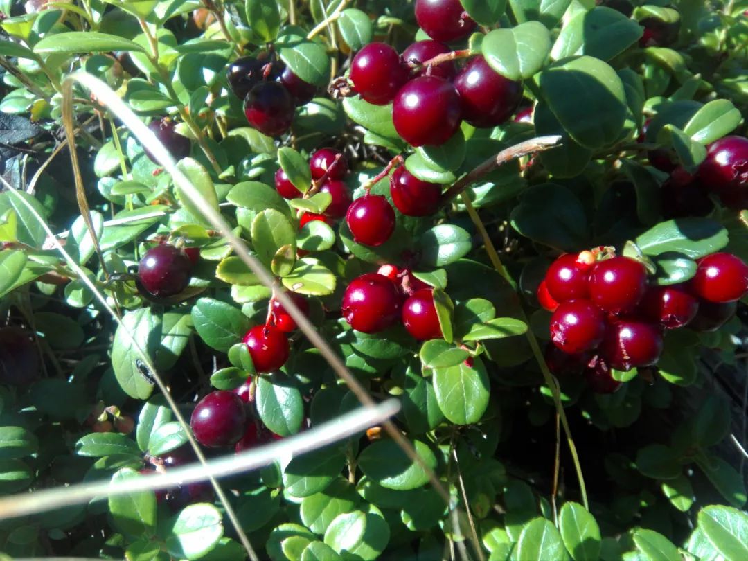 视频▎林区人采红豆,下雨天也去,苦中有乐_格达
