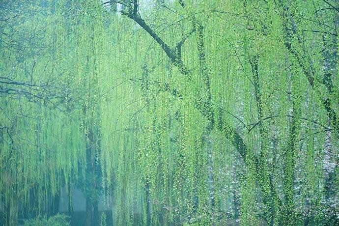 【美图美景】天街小雨润如酥,草色遥看近却无.