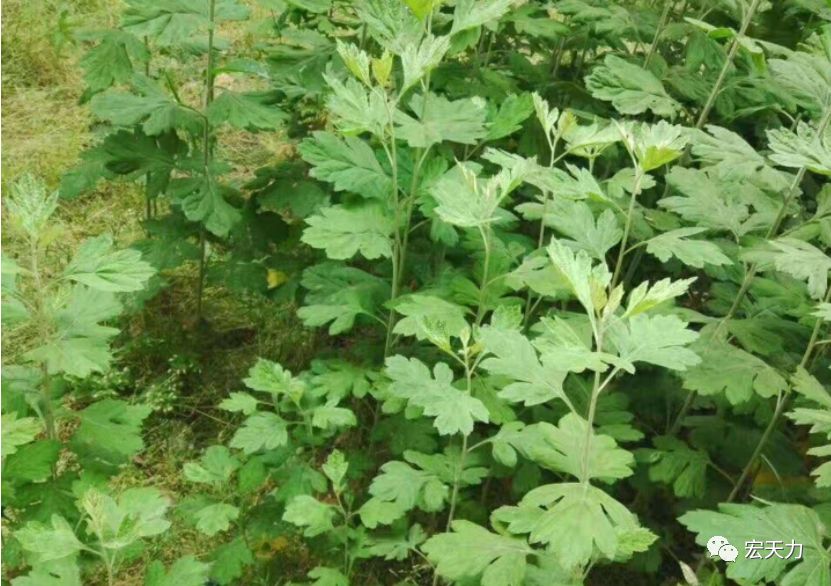 养鸡知识老兽医总结的三个驱虫用方