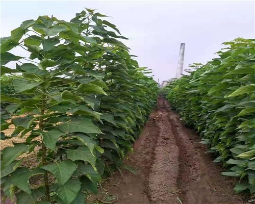 梓树价格11公分梓树12公分梓树13公分梓树价格及种植方法