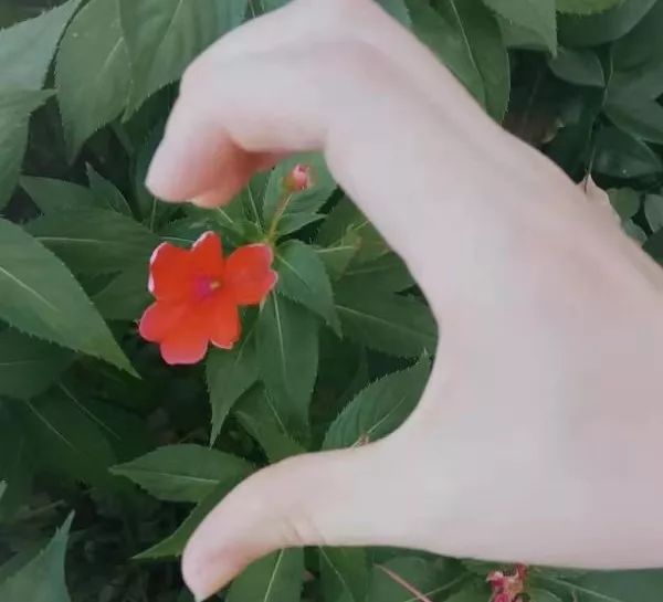 在画的花上比心也很有创意呢~在对方的照片上补上另一半心~这组创意