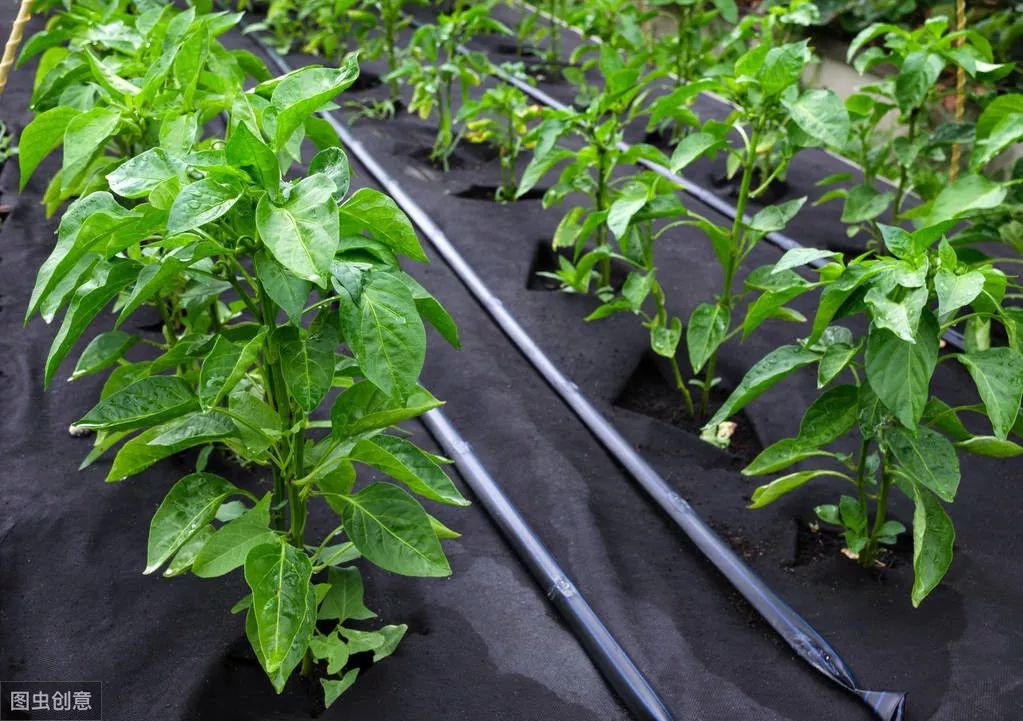 大棚铺地膜你做对了吗覆盖误区该如何避免
