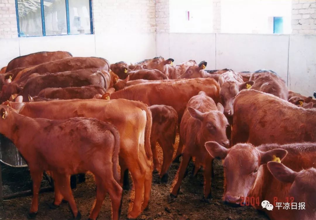 【第十四届(2019)中国牛业发展大会暨首届平凉红牛节】提升品质养好牛