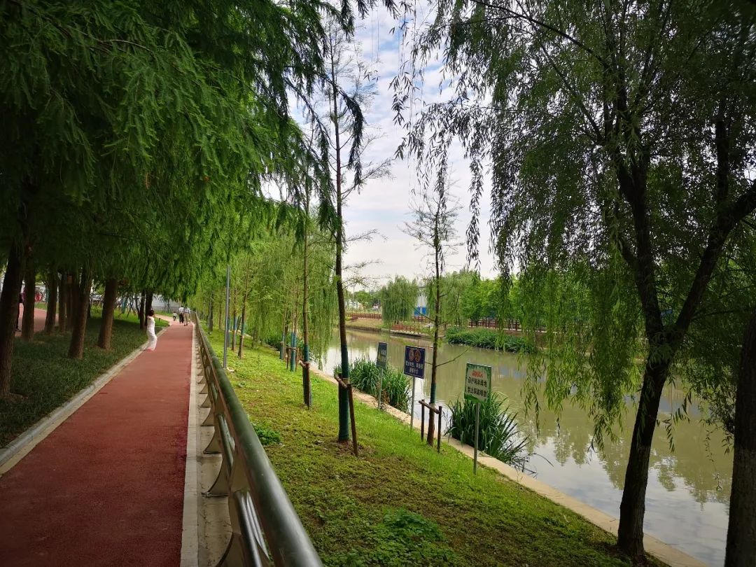 新增20000㎡绿化各色花草点缀三林这个河道两岸大变样