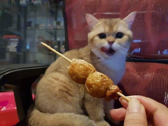 铲屎官看它这样更想逗它了,每吃一个鱼丸都要表情夸张地阐述鱼丸有多