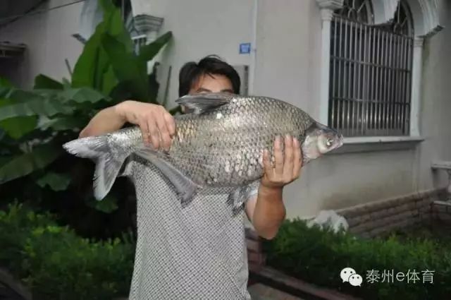 1泰州大鱼榜鱼捞上来后,葛进兴奋地又搂又抱,第一次钓到这样的巨物,他