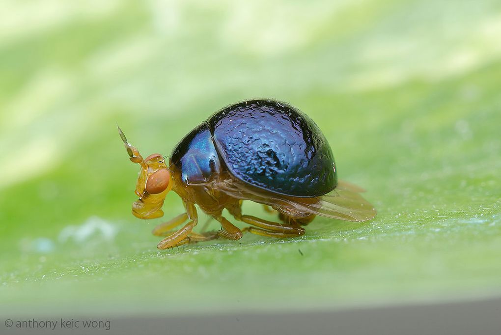 甲蝇长的和甲虫一样的苍蝇