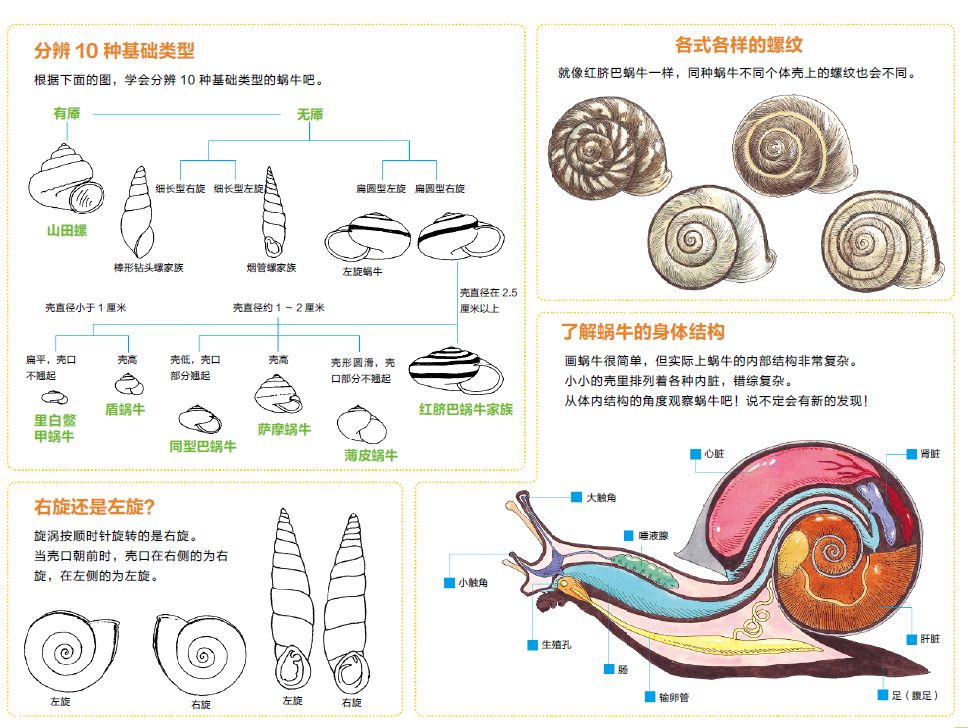 蜗牛解剖结构图图片