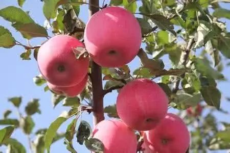 红富士苹果怎样增色增甜?_果实