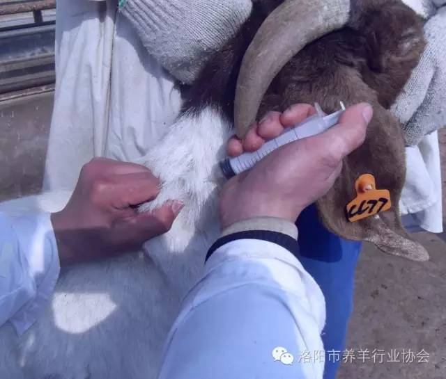 羊的肌肉注射部位图图片