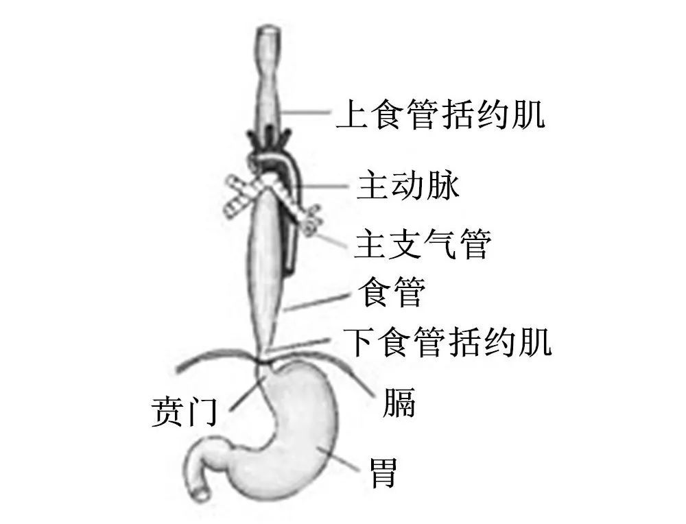 气管食管断面解剖图图片