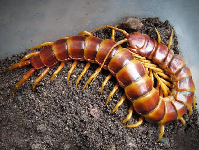 易门农村十大老害怕出炉无人敢惹