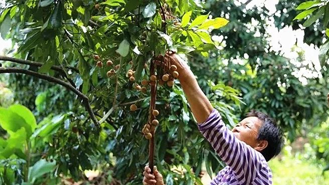 甜得粘手內江有片百年龍眼老樹林肉多核小週末約起來