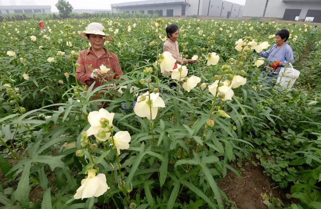 "植物软黄金"带动农户致富增收!
