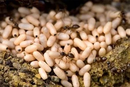 食用的蚂蚁蛋,都是生长在树上的大黄蚂蚁所产的.