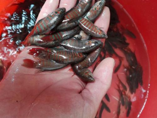 儿时农村老家这种小鱼你们那还有吗你们哪叫什么鱼