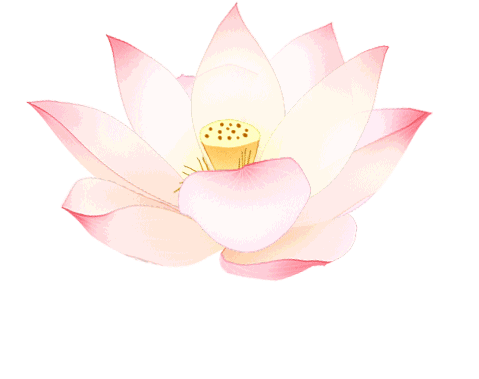 荷花开后西湖好丨跟着乔英子去南京赏荷花吧!