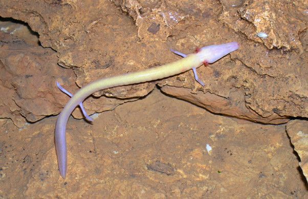 中国龙幼崽被发现它的真实身份是这个