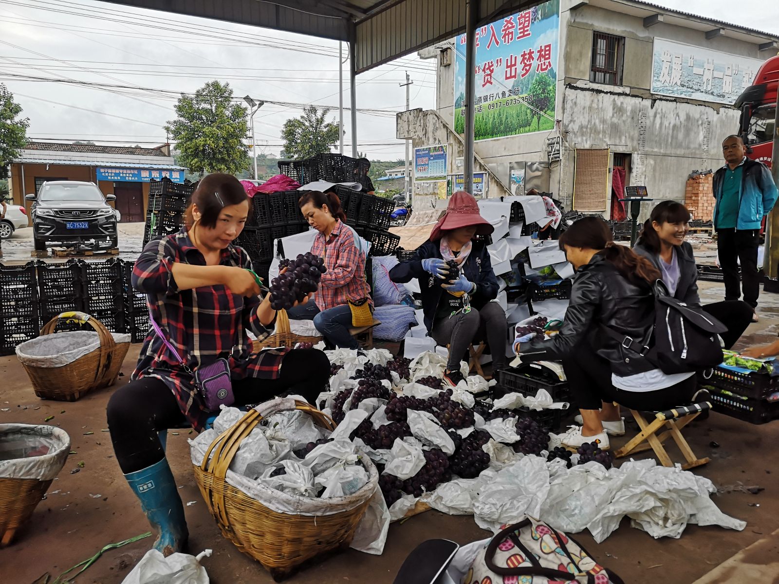 八鱼镇寨子岭村葡萄成了致富果人均收入近两万