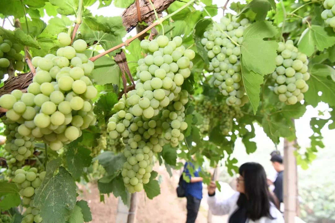 采摘丨这份周末大青葡萄丰收节说明书了解一下